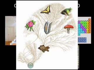 CLASSIFICAÇÃO: DE PLATÃO AO
CLADISMO
 