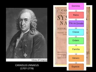 CARAOLUS LINNAEUS
(1707-1778)
 