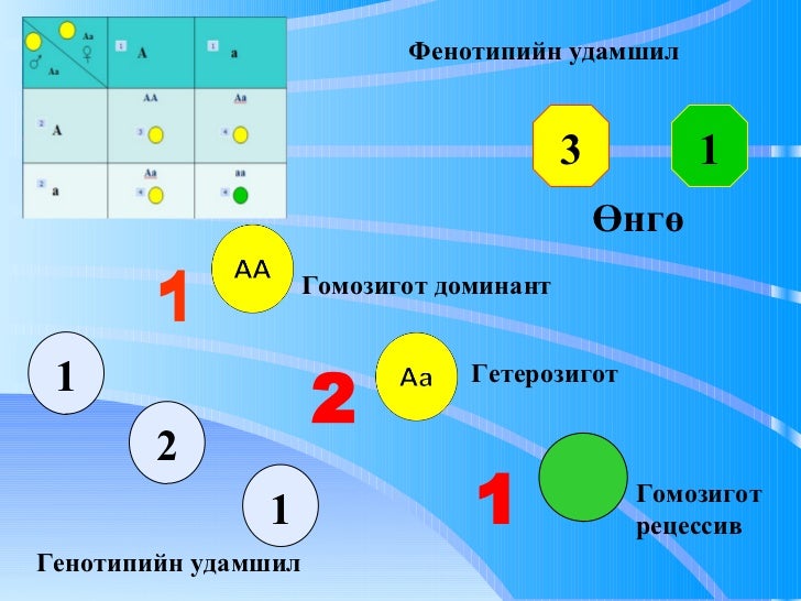 Моногибрид эвцэлдүүлэг