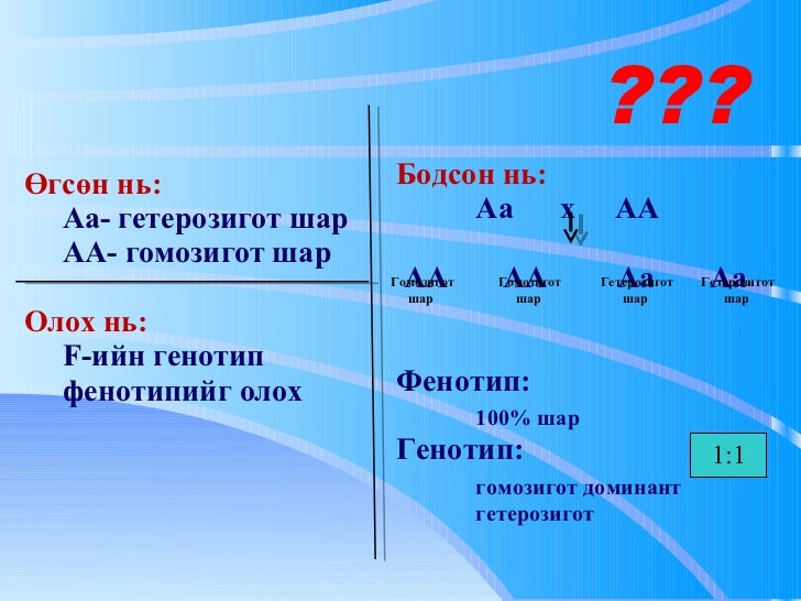 Моногибрид эвцэлдүүлэг