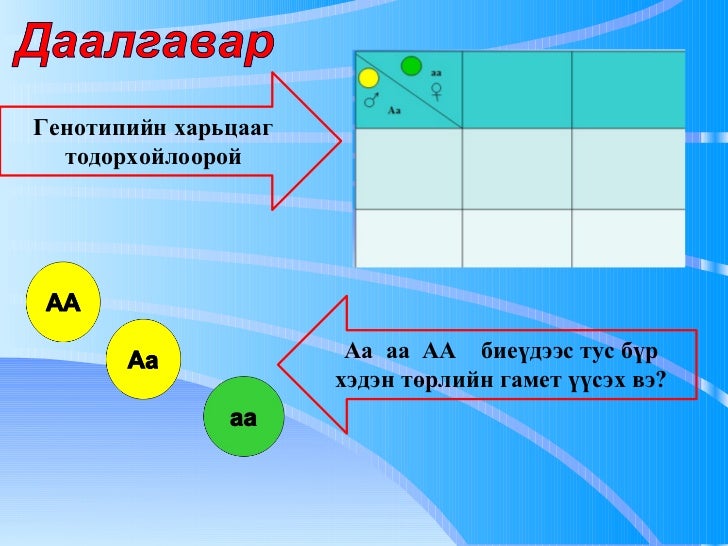 Моногибрид эвцэлдүүлэг