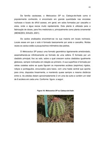 43



      Da família cactaceae, o Melocactus SP ou Cabeça-de-frade como é
popularmente conhecido, é encontrado em grande quantidade nas encostas
rochosas e locais de difícil acesso, em geral, em solos formados por cascalho e
areia, onde a água escoa muito rapidamente. Esta planta é utilizada para a
fabricação de doces, para fins medicinais e, principalmente como planta ornamental
(MENEZES; SOUZA, 2001).

      Os cactos analisados encontram-se na sua maioria em locais rochosos.
Locais esses em que o solo é formado basicamente por areia e cascalho. Muitas
vezes os cactus estão a pouquíssimos milímetros das pedras.

      O Melocactus SP possui uma formato geométrico ligeiramente arredondado,
assemelhando-se infinitivamente ao formato de uma esfera. É formado por um
cladódio principal, fixo ao solo, sobre o qual crescem outros cladódios igualmente
globosos, sempre inclinados em relação ao primeiro. A sua superfície é formada por
várias costelas sobre as quais figuram os imponentes acúleos (espinhos) rígidos,
roliços e pontiagudos, encurvados para baixo, com uma haste central que aponta
para cima, dispostos linearmente, e mantendo quase sempre a mesma distância
entre si. As aréolas distam aproximadamente 2 cm uma da outra e contém um total
de 8 acúleos em cada uma. Conforme figura a seguir.




                        Figura 16: Melocactus SP ou Cabeça-de-frade
 