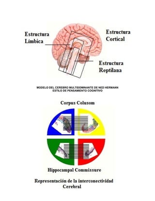 MODELO DEL CEREBRO MULTIDOMINANTE DE NED HERMANN
         ESTILO DE PENSAMIENTO COGNITIVO
 