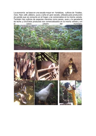 La economía se basa en una escala mayor en hortalizas, cultivos de frutales,
maíz, frijol, café, plátano, yuca y caña en gran escala, utilizada para producción
de panela que se consume en el hogar y se comercializa en la misma vereda.
También hay cultivos de especies menores como peces, aves y la ganadería
de leche y cría.Estos productos son comercializados en la misma vereda y en
el casco urbano del municipio.
 