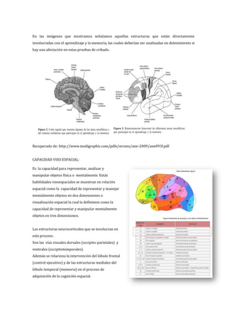 En las imágenes que mostramos señalamos aquellas estructuras que están directamente
involucradas con el aprendizaje y la memoria, las cuales deberían ser analizadas en detenimiento si
hay una afectación en estas pruebas de cribado.
Recuperado de: http://www.medigraphic.com/pdfs/arcneu/ane-2009/ane093f.pdf
CAPACIDAD VISO ESPACIAL:
Es la capacidad para representar, analizar y
manipular objetos física o mentalmente. Estás
habilidades visoespaciales se muestran en relación
espacial como la capacidad de representar y manejar
mentalmente objetos en dos dimensiones o
visualización espacial la cual la definimos como la
capacidad de representar y manipular mentalmente
objetos en tres dimensiones.
Las estructuras neurocorticales que se involucran en
este proceso .
Son las vías visuales dorsales (occipito-parietales) y
ventrales (occipitotemporales).
Además se relaciona la intervención del lóbulo frontal
(control ejecutivo) y de las estructuras mediales del
lóbulo temporal (memoria) en el proceso de
adquisición de la cognición espacial.
 