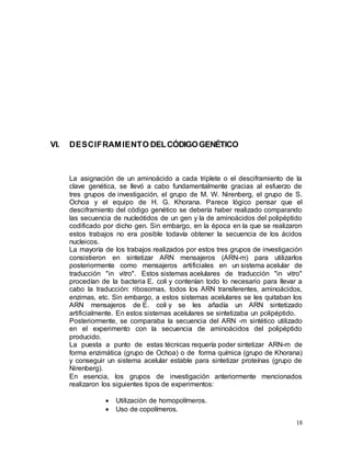 18
VI. DESCIFRAMIENTO DELCÓDIGOGENÉTICO
La asignación de un aminoácido a cada triplete o el desciframiento de la
clave genética, se llevó a cabo fundamentalmente gracias al esfuerzo de
tres grupos de investigación, el grupo de M. W. Nirenberg, el grupo de S.
Ochoa y el equipo de H. G. Khorana. Parece lógico pensar que el
desciframiento del código genético se debería haber realizado comparando
las secuencia de nucleótidos de un gen y la de aminoácidos del polipéptido
codificado por dicho gen. Sin embargo, en la época en la que se realizaron
estos trabajos no era posible todavía obtener la secuencia de los ácidos
nucleicos.
La mayoría de los trabajos realizados por estos tres grupos de investigación
consistieron en sintetizar ARN mensajeros (ARN-m) para utilizarlos
posteriormente como mensajeros artificiales en un sistema acelular de
traducción "in vitro". Estos sistemas acelulares de traducción "in vitro"
procedían de la bacteria E. coli y contenían todo lo necesario para llevar a
cabo la traducción: ribosomas, todos los ARN transferentes, aminoácidos,
enzimas, etc. Sin embargo, a estos sistemas acelulares se les quitaban los
ARN mensajeros de E. coli y se les añadía un ARN sintetizado
artificialmente. En estos sistemas acelulares se sintetizaba un polipéptido.
Posteriormente, se comparaba la secuencia del ARN -m sintético utilizado
en el experimento con la secuencia de aminoácidos del polipéptido
producido.
La puesta a punto de estas técnicas requería poder sintetizar ARN-m de
forma enzimática (grupo de Ochoa) o de forma química (grupo de Khorana)
y conseguir un sistema acelular estable para sintetizar proteínas (grupo de
Nirenberg).
En esencia, los grupos de investigación anteriormente mencionados
realizaron los siguientes tipos de experimentos:
 Utilización de homopolímeros.
 Uso de copolímeros.
 