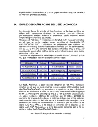 21
experimentos fueron realizados por los grupos de Nirenberg y de Ochoa y
no rindieron grandes resultados.
IX. EMPLEODEPOLÍMEROS DESECUENCIA CONOCIDA
La siguiente forma de abordar el desciframiento de la clave genética fue
utilizar ARN mensajeros sintéticos de secuencia conocida obtenidos
por métodos de síntesis química o enzimática. Estos métodos fueron
empleados por Khorana y col. (1965).
Utilizando el Poli-UCde 116 residuos de longitud, ARN mensajero sintético
en el que se repite muchas veces seguidas el dinucleótido UC
(UCUCUCUCUCUCUC...) obtuvieron un polipéptido que contenía los
residuos de serina y leucina en secuencia alternada (ser-leu-ser-leu-ser-leu-
ser-leu-....). El Poli-UC contiene dos tripletes diferentes, UCU y CUC, por
consiguiente uno de ellos codifica serina y el otro leucina, pero no se puede
determinar cuál a cuál.
También se emplearon los mensarejos sintéticos Poli-AC, Poli-AG y Poli-
UG que codificacban para los siguientes aminoácidos:
En 1965, Nishimura y colaboradores utilizaron el Poli-AAG, mensajero
sintético en el que se repite muchas veces seguidas el trinucleótido AAG
(AAGAAGAAGAAGAAG...) y encontraron la aparición de tres polipéptidos
distintos en el sistema acelular de traducción, detectaron Poli-lisina (lys-lys-
lys-lys-...), Poli-arginina (arg-arg-arg-arg-..) y Poli-glutamato (glu-glu-glu-glu-
..). Estos resultados además de confirmar que el código genético se
compone de grupos de tres bases o codones, indican que en los sistemas
acelulares de traducción, la iniciación de la traducción del mensajero puede
realizarse por cualquier ribonucleótido. Si comienza por la primea A, se
repite AAG-AAG-AAG-.., si la tradución comienza por la segunda A, se
repite AGA-AGA-AGA-AGA-..., y si la traducción comienza por la G, se
repite el triplete GAA-GAA-GAA-GAA-GAA-....
Ver: Anexo 19 (Imagen de los mensajes sintéticos)
 