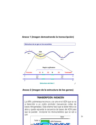26
Anexo 1 (imagen demostrando la transcripción)
Anexo 2 (imagen de la estructura de los genes)
 