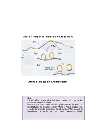 28
Anexo 5 (imagen del alargamiento de cadena)
Anexo 6 (imagen del ARNm maduro)
Nota:
En el ARNr y en el ARNt tiene mucha importancia las
modificaciones de las bases.
Recordar que todos estos procesos (formación de los ARN), se
han producido en el núcleo celular. Ahora el ARNm maduro, que
a partir de ahora lo llamaremos simplemente ARNm, pasará al
hialoplasma a través de los poros nucleares, donde
 