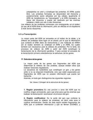 7
polipéptidos se unen y constituyen las proteínas. El ARNt, queda
libre. Las proteínas formadas se desprenden del ribosoma y
posteriormente serán utilizados por las células. Igualmente el
ARN de transferencia, es "descargado" y el ARN mensajero, se
libera del ribosoma y puede ser destruido por las enzimas
celulares o leído por una o más ribosomas.
Las síntesis de las proteínas comienzan, por consiguiente, en el núcleo,
ya que allí el ADN tiene la información, pero se efectúa en el citoplasma
a nivel de los ribosomas.
3.3 La Transcripción.
La mayor parte del ADN se encuentra en el núcleo de la célula, y la
síntesis de proteínas tiene lugar en el citosol, por lo que la información
que contiene el DNA debe de transcribirse a una molécula de ARNm
(en el núcleo también se sintetizan el ARNr y el ARNt, los cuales
también son necesarios para la síntesis de proteínas). Por lo tanto, los
procesos de síntesis de ARN a partir del ADN constituyen la
transcripción de la información genética. Y para concluir el concepto de
la transcripción primero entenderemos la estructura de los genes.
 Estructura delosgenes
La mayor parte de los genes son fragmentos del ADN que
determinan la síntesis de una proteína, aunque existen otros que
realizan funciones reguladoras.
La secuencia de nucleótidos que constituyen un gen, y los genes
entre sí no se disponen linealmente, sino que están espaciados por
fragmentos de ADN que no poseen información que pueda ser
transcrita.
Además, en todo gen distinguimos las siguientes regiones:
Ver: Anexo 2 (Imagen de la estructura de los genes)
1. Región promotora: Es una porción o zona del ADN que no
codifica ningún aminoácido, pero que sirve para que los enzimas que
realizan la transcripción reconozcan el principio del gen.
2. Región codificadora: Es la parte del gen que contiene la
información para la síntesis de proteínas, es decir esta zona sí
codifica aminoácidos. Dentro de esta región existen fragmentos de
ADN que sí contienen información y que se llaman EXONES, y
 