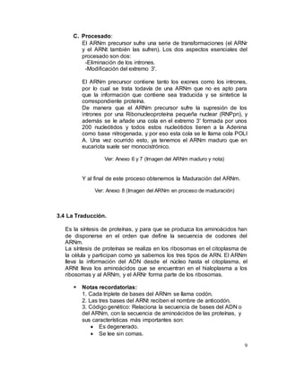 9
C. Procesado:
El ARNm precursor sufre una serie de transformaciones (el ARNr
y el ARNt también las sufren). Los dos aspectos esenciales del
procesado son dos:
-Eliminación de los intrones.
-Modificación del extremo 3'.
El ARNm precursor contiene tanto los exones como los intrones,
por lo cual se trata todavía de una ARNm que no es apto para
que la información que contiene sea traducida y se sintetice la
correspondiente proteína.
De manera que el ARNm precursor sufre la supresión de los
intrones por una Ribonucleoproteína pequeña nuclear (RNPpn), y
además se le añade una cola en el extremo 3' formada por unos
200 nucleótidos y todos estos nucleótidos tienen a la Adenina
como base nitrogenada, y por eso esta cola se le llama cola POLI
A. Una vez ocurrido esto, ya tenemos el ARNm maduro que en
eucariota suele ser monocistrónico.
Ver: Anexo 6 y 7 (Imagen del ARNm maduro y nota)
Y al final de este proceso obtenemos la Maduración del ARNm.
Ver: Anexo 8 (Imagen del ARNm en proceso de maduración)
3.4 La Traducción.
Es la síntesis de proteínas, y para que se produzca los aminoácidos han
de disponerse en el orden que define la secuencia de codones del
ARNm.
La síntesis de proteínas se realiza en los ribosomas en el citoplasma de
la célula y participan como ya sabemos los tres tipos de ARN. El ARNm
lleva la información del ADN desde el núcleo hasta el citoplasma, el
ARNt lleva los aminoácidos que se encuentran en el hialoplasma a los
ribosomas y al ARNm, y el ARNr forma parte de los ribosomas.
 Notas recordatorias:
1. Cada triplete de bases del ARNm se llama codón.
2. Las tres bases del ARNt reciben el nombre de anticodón.
3. Código genético: Relaciona la secuencia de bases del ADN o
del ARNm, con la secuencia de aminoácidos de las proteínas, y
sus características más importantes son:
 Es degenerado.
 Se lee sin comas.
 