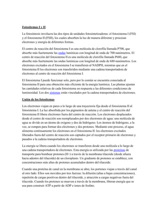 Fotositemas I y II
La fotosíntesis involucra las dos tipos de unidades fotosintetizadoras: el fotosistema I (FSI)
y el fotosistema II (FSII), los cuales absorben la luz de manera diferente y procesan
electrones y energía de diferentes formas.
El centro de reacción del fotosistema I es una molécula de clorofila llamada P700, que
absorbe más fuertemente las ondas lumínicas con longitud de onda de 700 nanómetros. El
centro de reacción del fotosistema II es una molécula de clorofila llamada P680, que
absorbe más fuertemente las ondas lumínicas con longitud de onda de 680 nanómetros. Los
electrones excitados en el fotosistema I se transfieren al NADPH, mientras que en el
fotosistema II los electrones son transferidos mediante una cadena transportadora de
electrones al centro de reacción del fotosistema I.
El fotosistema I puede funcionar solo, pero por lo común se encuentra conectada al
fotosistema II para una obtención más eficiente de la energía lumínica. Las plantas ajustan
las cantidades relativas de cada fotosistema en respuesta a las diferentes condiciones de
luminosidad. Los dos sistemas están vinculados por la cadena transportadora de electrones.
Unión de los fotositemas
Los electrones viajan en pares a lo largo de una trayectoria fija desde el fotosistema II al
fotosistema I. La luz absorbida por los pigmentos de antena y el centro de reacción del
fotosistema II libera electrones fuera del centro de reacción. Los electrones desplazados
desde el centro de reacción son reemplazados por dos electrones de agua: una molécula de
agua se divide en un átomo de oxígeno y dos de hidrógeno. Los átomos de hidrógeno, a la
vez, se rompen para formar dos electrones y dos protones. Mediante este proceso, el agua
alimenta continuamente los electrones en el fotosistema II: los electrones excitados
liberados fuera del centro de reacción son captados por el receptor primario de electrones y
pasados a la cadena transportadora de electrones.
La energía se libera cuando los electrones se transfieren desde una molécula a lo largo de
una cadena transportadora de electrones. Esta energía es utilizada por las proteínas de
transporte para bombear protones (H+) a través de la membrana tilacoide (desde afuera
hacia adentro del tilacoide) de un cloroplasto. Un gradiante de protones se establece, con
concentraciones más altas de protones acumulados dentro del tilacoide.
Cuando una proteína de canal en la membrana se abre, los portones viajan a través del canal
al otro lado. Ellos son movidos por tres fuerzas: la difusión (altas a bajas concentraciones),
repulsión de cargas positivas dentro del tilacoide, y atracción a cargas negativas fuera del
tilacoide. Cuando los protones se mueven a través de la membrana, liberan energía que se
usa para construir ATP a partir de ADP e iones de fosfato.

 