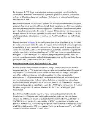 La formación de ATP desde un gradiante de protones es conocida como fosforilación
quimiostática. El término quimi se refiere al gradiente químico de protones, osmótico se
refiere a la difusión mediante una membrana, y fosforilación se refiere a la adición de un
ion de fosfato al ADP.
Desde el fotosistema II, los electrones "gastados" de la cadena transportadora de electrones
entran en el centro de reacción del fotosistema I, donde reemplazan los electrones excitados
liberados por la energía lumínica fuera del pigmento. Nuevamente, los electrones viajan en
pares. Los electrones excitados del centro de reacción del fotosistema I son tomados por un
receptor primario de electrones y pasados al transportador de electrones, NADP+. Los dos
electrones excitados más un protón se combina con NADP+ para formar una molécula de
NADPH.
Los dos átomos de hidrogeno de una molécula de agua fueron despojados de sus electrones,
los cuales se movieron dentro del centro de reacción del fotosistema II. Uno de los protones
restantes luego se unió a uno de los electrones para formar un átomo de hidrogeno dentro
de una molécula de NADPH. El otro protón se unirá, durante las reacciones independientes
de la luz, con el otro electrón recobrado por el NADPH para formar un segundo átomo de
hidrógeno. El átomo de oxígeno de la molécula de agua se combina con otro átomo de
oxigeno (simultáneamente otra molécula de agua se despojo de sus electrones) para formar
gas oxigeno (O2), que se difunde fuera de la célula.
Fotofosforilación Cíclica Y Fotofosforilación No Cíclica
Cuando la antena del fotosistema I transfiere la energía luminosa a la clorofila P700 del
centro de reacción, la P700 absorbe energía y se excita; su potencial de reducción pasa a ser
muy negativo. A continuación, sede su electrón excitado o de alta energía a un aceptor
específico, probablemente a una molécula especial de clorofila a o una proteína
ferrosulfurosa. El electrón es transferido finalmente a la ferredoxina, desde donde puede
moverse en dos direcciones. En la vía cíclica, el electrón se mueve en una ruta cíclica a
través de una serie de transportadores de electrones y vuelve a la P700 oxidada. La vía se
denomina cíclica porque el electrón procedente del a P700 vuelve a esta después de recorrer
la cadena transportadora de electrones fotosintética. En el proceso solo participa el
fotosistema I.
Los electrones también pueden recurrir la vía no cíclica en la que intervienen los dos
fotosistemas. La P700 es excitada y cede electrones a la ferredoxina, como en el caso
anterior. Sin embargo, en la rutan no cíclica la ferredoxina reducida reduce el NADP+ a
NADPH. Debido a que los electrones cedidos al NADP+ no pueden ser utilizados para
reducir la P700 oxidada, se requiere la participación del fotosistema II. Este cede electrones
a la P700 oxidada y genera ATP en el proceso. Parece que se forman un ATP y un NADPH
cuando dos electrones recorren la vía no cíclica.

 
