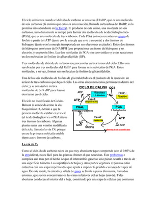 El ciclo comienza cuando el dióxido de carbono se una con el RuBP, que es una molécula
de seis carbonos (la enzima que cataliza esta reacción, llamada carboxilasa del RuBP, es la
proteína más abundante en la Tierra). El producto de esta unión, una molécula de seis
carbonos, inmediatamente se rompe para formar dos moléculas de ácido fosfoglicérico
(PGA), que es una molécula de tres carbonos. Cada PGA entonces recobra un grupo de
fosfato a partir del ATP (junto con la energía que este transporta) y dos átomos de
hidrogeno (junto con la energía transportada en sus electrones excitados). Estos dos átomos
de hidrogeno provienen del NADPH (que proporciona un átomo de hidrogeno y un
electrón, y un protón libre. Las dos moléculas de PGA son convertidas en estas reacciones
en dos moléculas de fosfato de gliceraldehído (GP).
Tres moléculas de dióxido de carbono son procesadas en tres turnos del ciclo. Ellas son
recobradas por tres moléculas del RuBP para formar seis moléculas de PGA. Estas
moléculas, a su vez, forman seis moléculas de fosfato de gliceraldehído.
Una de las seis moléculas de fosfato de gliceraldehído es el producto de la reacción: un
azúcar de tres carbonos que deja el ciclo. Las otras cinco moléculas permanecen dentro del
ciclo; y se convierten en tres
moléculas de de RuBP para formar
otro turno en el ciclo.
El ciclo no modificado de CalvinBenson es conocido como la vía
bioquímica C3, debido a que la
primera molécula estable en el ciclo
(el ácido fosfoglicérico o PGA) tiene
tres átomos de carbono. Algunas
plantas usan una versión modificada
del ciclo, llamada la vía C4, porque
en ese la primera molécula estable
tiene cuatro átomos de carbono.
La via de C4
Como el dióxido de carbono no es un gas muy abundante (que comprende solo el 0.03% de
la atmósfera), no es fácil para las plantas obtener el que necesitan. Este problemas e
complica aun mas por el hecho de que el intercambio gaseoso solo puede ocurrir a través de
una superficie húmeda. Las superficies de hojas y otras partes vegetales expuestas están
cubiertas con una capa impermeable que ayuda a impedir la perdida excesiva de vapor de
agua. De este modo, la entrada y salida de gases se limita a poros diminutos, llamados
estomas, que suelen concentrarse en las caras inferiores del as hojas (envés). Tales
aberturas conducen al interior del a hoja, constituido por una capa de células que contienen

 