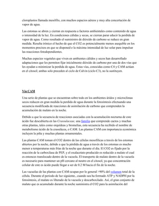 cloroplastos llamada mesófilo, con muchos espacios aéreos y muy alta concertación de
vapor de agua.
Las estomas se abren y cierran en respuesta a factores ambientales como contenido de agua
o intensidad de la luz. En condiciones cálidas y secas, se cierran parar educir la perdida de
vapor de agua. Como resultado el suministro de dióxido de carbono se reduce en gran
medida. Resulta irónico el hecho de que el CO2 es potencialmente menos asequible en los
momentos precisos en que se disponed e la máxima intensidad de luz solar para impulsar
las reacciones fotodependientes.
Muchas especies vegetales que viven en ambientes cálidos y secos han desarrollado
adaptaciones que les permiten fijar inicialmente dióxido de carbono por una de dos vías que
les ayudan a minimizar la perdida de agua. Estas vías, conocidas como C4 y CAM actúan
en el citosol; ambas solo preceden al ciclo de Calvin (ciclo C3), no la sustituyen.

Vía CAM
Una serie de plantas que se encuentran sobre todo en los ambientes áridos y microclimas
secos reducen en gran medida la perdida de agua durante la fotosíntesis efectuando una
secuencia modificada de reacciones de asimilación de carbono que comprenden la
acumulación de malato en la noche.
Debido a que la secuencia de reacciones asociadas con la acumulación nocturna de este
ácido fue descubierta en las Crassulaceae, una familia que comprende cactos y muchas
otras plantas, tales como orquídeas y bromelias, esta secuencia ha recibido el nombre de
metabolismo ácido de la crasulácea, o CAM. Las plantas CAM con importancia económica
incluyen la piña y muchas plantas ornamentales.
Las plantas CAM toman el CO2 dentro de las células mesofilicas a través de los estomas
abiertos por la noche, debido a que la pérdida de agua a través de los estomas es mucho
menor a temperaturas más frías de la noche que durante el día. El CO2 es fijado por la
reacción de la carboxilasa de PEP, y el oxalacetato producido es reducido a malato el cual
es entonces translocado dentro de la vacuola. El transporte de malato dentro de la vacuola
es necesario para mantener un pH cercano al neutro en el citosol, ya que concentración
celular de este es ácido puede llegar a ser de 0.2 M hacia el fin de la noche.
Las vacuolas de las plantas con CAM ocupan por lo general >90% del volumen total de la
célula. Durante el periodo de luz siguiente., cuando sea ha formado ATP y NADPH por la
fotosíntesis, el malato es liberado de la vacuola y descarboxilado. Así, el gran conjunto de
malato que es acumulado durante la noche suministra el CO2 para la asimilación del

 