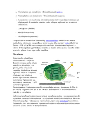 a. Cloroplastos: son cromatóforos y fotosintéticamente activos.
b. Cromoplastos: son cromatóforos y fotosintéticamente inactivos.
c. Leucoplastos: son incoloros y fotosintéticamente inactivos; están especializado sen
el almacenaje de sustancias y existen varios subtipos, según cual sea la sustancia
almacenada:
Amiloplasto (almidón)
Oleoplastos (aceites)
Proteinoplastos (proteínas)
Los plastidios no solo realizan fotosíntesis y almacenamiento; también se usa para el
metabolismo intermedio, pues producen la mayor parte del a energía y poder reductor en
formad e ATP y NADPH, necesarios para las reacciones biosintéticas de la planta. La
síntesis de bases púricas y pirimídicas, así como de muchos aminoácidos y todos los ácidos
grasos del aplanta, tienen lugar en los plastidios.
Cloroplastos
Son orgánulos subcelulares
verdes de unos 5 a 10 μm de
diαmetro presente sen las células
mesofílicas del as hojas y, en
general, en las células con
capacidad fotosintética. Algunas
algas solo tienen un cloroplasto
por
célula, pero hay células de
plantas superiores con centenares
de
cloroplastos. Típicamente, una
angiosperma contiene de 15 a 20
cloroplastos por célula
fotosintética (ene l parénquima clorofílico o asimilador, son muy abundantes, de 30 a 40
por célula). En general, mas del 50 por 100 de la proteína foliar se encuentra formando
parte del os cloroplastos.
La forma y tamaño de los cloroplastos varía de unas plantas a otras, y son característicos de
organismos eucarióticos fotosintéticos. Los organismos procariotas fotosintéticos, bacterias
fotosintéticas y algas verde-azules o cianobacterias, tienen otras estructuras fotosintéticas.
En cualquier caso, todo organismo capaz de realizar procesos fotosintéticos contiene en sus
células un sistema laminar de doble membrana.

 