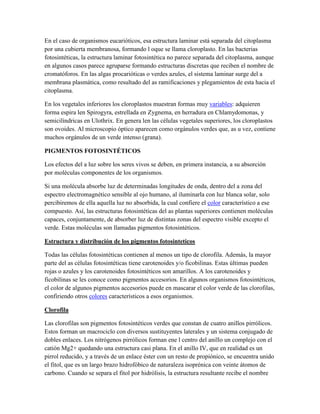 En el caso de organismos eucarióticos, esa estructura laminar está separada del citoplasma
por una cubierta membranosa, formando l oque se llama cloroplasto. En las bacterias
fotosintéticas, la estructura laminar fotosintética no parece separada del citoplasma, aunque
en algunos casos parece agruparse formando estructuras discretas que reciben el nombre de
cromatóforos. En las algas procarióticas o verdes azules, el sistema laminar surge del a
membrana plasmática, como resultado del as ramificaciones y plegamientos de esta hacia el
citoplasma.
En los vegetales inferiores los cloroplastos muestran formas muy variables: adquieren
forma espira len Spirogyra, estrellada en Zygnema, en herradura en Chlamydomonas, y
semicilíndricas en Ulothrix. En genera len las células vegetales superiores, los cloroplastos
son ovoides. Al microscopio óptico aparecen como orgánulos verdes que, as u vez, contiene
muchos orgánulos de un verde intenso (grana).
PIGMENTOS FOTOSINTÉTICOS
Los efectos del a luz sobre los seres vivos se deben, en primera instancia, a su absorción
por moléculas componentes de los organismos.
Si una molécula absorbe luz de determinadas longitudes de onda, dentro del a zona del
espectro electromagnético sensible al ojo humano, al iluminarla con luz blanca solar, solo
percibiremos de ella aquella luz no absorbida, la cual confiere el color característico a ese
compuesto. Así, las estructuras fotosintéticas del as plantas superiores contienen moléculas
capaces, conjuntamente, de absorber luz de distintas zonas del espectro visible excepto el
verde. Estas moléculas son llamadas pigmentos fotosintéticos.
Estructura y distribución de los pigmentos fotosinteticos
Todas las células fotosintéticas contienen al menos un tipo de clorofila. Además, la mayor
parte del as células fotosintéticas tiene carotenoides y/o ficobilinas. Estas últimas pueden
rojas o azules y los carotenoides fotosintéticos son amarillos. A los carotenoides y
ficobilinas se les conoce como pigmentos accesorios. En algunos organismos fotosintéticos,
el color de algunos pigmentos accesorios puede en mascarar el color verde de las clorofilas,
confiriendo otros colores característicos a esos organismos.
Clorofila
Las clorofilas son pigmentos fotosintéticos verdes que constan de cuatro anillos pirrólicos.
Estos forman un macrociclo con diversos sustituyentes laterales y un sistema conjugado de
dobles enlaces. Los nitrógenos pirrólicos forman ene l centro del anillo un complejo con el
catión Mg2+ quedando una estructura casi plana. En el anillo IV, que en realidad es un
pirrol reducido, y a través de un enlace éster con un resto de propiónico, se encuentra unido
el fitol, que es un largo brazo hidrofóbico de naturaleza isoprénica con veinte átomos de
carbono. Cuando se separa el fitol por hidrólisis, la estructura resultante recibe el nombre

 