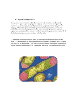 1.4 Reproducción bacteriana:
El mecanismo de reproducción habitual en bacterias es la bipartición. Mediante este
mecanismo se obtienen dos células hijas, con idéntica información en el ADN circular,
entre sí y respecto a la célula madre, y de contenido citoplásmico celular similar. Las
células hijas son clones de la progenitora. Por este sistema de reproducción se puede
originar una colonia de células con material idéntico; sin embargo, esto no ocurre debido al
alto índice de mutaciones que se producen en las bacterias.

La bipartición se produce cuando la célula ha aumentado su tamaño y ha duplicado su
ADN. El ADN bacteriano se une a un mesosoma, que separa el citoplasma en dos y reparte
cada copia del ADN duplicado a cada lado. Al final del proceso el mesosoma se ha unido al
resto de la membrana plasmática y se han formado dos células hijas genéticamente iguales.

 