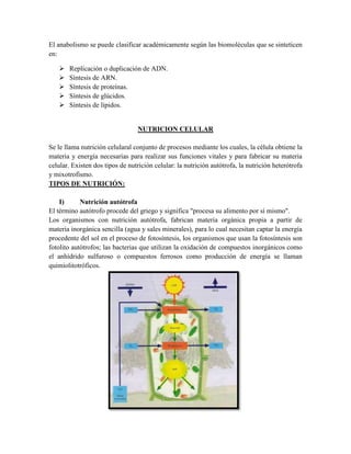 El anabolismo se puede clasificar académicamente según las biomoléculas que se sinteticen
en:






Replicación o duplicación de ADN.
Síntesis de ARN.
Síntesis de proteínas.
Síntesis de glúcidos.
Síntesis de lípidos.

NUTRICION CELULAR
Se le llama nutrición celularal conjunto de procesos mediante los cuales, la célula obtiene la
materia y energía necesarias para realizar sus funciones vitales y para fabricar su materia
celular. Existen dos tipos de nutrición celular: la nutrición autótrofa, la nutrición heterótrofa
y mixotrofismo.
TIPOS DE NUTRICIÓN:
I)
Nutrición autótrofa
El término autótrofo procede del griego y significa "procesa su alimento por sí mismo".
Los organismos con nutrición autótrofa, fabrican materia orgánica propia a partir de
materia inorgánica sencilla (agua y sales minerales), para lo cual necesitan captar la energía
procedente del sol en el proceso de fotosíntesis, los organismos que usan la fotosíntesis son
fotolito autótrofos; las bacterias que utilizan la oxidación de compuestos inorgánicos como
el anhídrido sulfuroso o compuestos ferrosos como producción de energía se llaman
quimiolitotróficos.

 