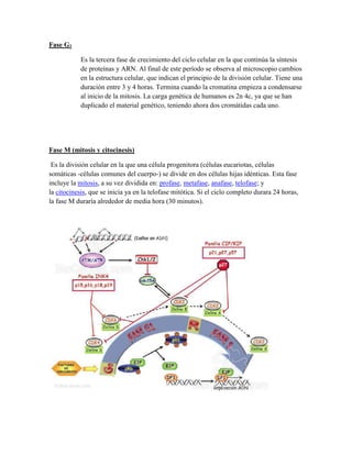 Fase G2
Es la tercera fase de crecimiento del ciclo celular en la que continúa la síntesis
de proteínas y ARN. Al final de este período se observa al microscopio cambios
en la estructura celular, que indican el principio de la división celular. Tiene una
duración entre 3 y 4 horas. Termina cuando la cromatina empieza a condensarse
al inicio de la mitosis. La carga genética de humanos es 2n 4c, ya que se han
duplicado el material genético, teniendo ahora dos cromátidas cada uno.

Fase M (mitosis y citocinesis)
Es la división celular en la que una célula progenitora (células eucariotas, células
somáticas -células comunes del cuerpo-) se divide en dos células hijas idénticas. Esta fase
incluye la mitosis, a su vez dividida en: profase, metafase, anafase, telofase; y
la citocinesis, que se inicia ya en la telofase mitótica. Si el ciclo completo durara 24 horas,
la fase M duraría alrededor de media hora (30 minutos).

 