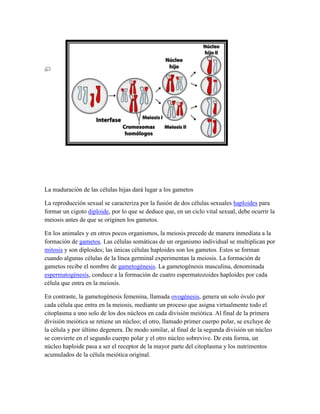 La maduración de las células hijas dará lugar a los gametos
La reproducción sexual se caracteriza por la fusión de dos células sexuales haploides para
formar un cigoto diploide, por lo que se deduce que, en un ciclo vital sexual, debe ocurrir la
meiosis antes de que se originen los gametos.
En los animales y en otros pocos organismos, la meiosis precede de manera inmediata a la
formación de gametos. Las células somáticas de un organismo individual se multiplican por
mitosis y son diploides; las únicas células haploides son los gametos. Estos se forman
cuando algunas células de la línea germinal experimentan la meiosis. La formación de
gametos recibe el nombre de gametogénesis. La gametogénesis masculina, denominada
espermatogénesis, conduce a la formación de cuatro espermatozoides haploides por cada
célula que entra en la meiosis.
En contraste, la gametogénesis femenina, llamada ovogénesis, genera un solo óvulo por
cada célula que entra en la meiosis, mediante un proceso que asigna virtualmente todo el
citoplasma a uno solo de los dos núcleos en cada división meiótica. Al final de la primera
división meiótica se retiene un núcleo; el otro, llamado primer cuerpo polar, se excluye de
la célula y por último degenera. De modo similar, al final de la segunda división un núcleo
se convierte en el segundo cuerpo polar y el otro núcleo sobrevive. De esta forma, un
núcleo haploide pasa a ser el receptor de la mayor parte del citoplasma y los nutrimentos
acumulados de la célula meiótica original.

 
