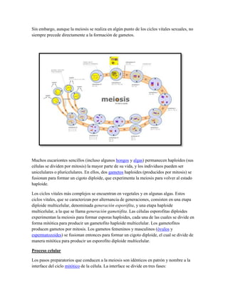 Sin embargo, aunque la meiosis se realiza en algún punto de los ciclos vitales sexuales, no
siempre precede directamente a la formación de gametos.

Muchos eucariontes sencillos (incluso algunos hongos y algas) permanecen haploides (sus
células se dividen por mitosis) la mayor parte de su vida, y los individuos pueden ser
unicelulares o pluricelulares. En ellos, dos gametos haploides (producidos por mitosis) se
fusionan para formar un cigoto diploide, que experimenta la meiosis para volver al estado
haploide.
Los ciclos vitales más complejos se encuentran en vegetales y en algunas algas. Estos
ciclos vitales, que se caracterizan por alternancia de generaciones, consisten en una etapa
diploide multicelular, denominada generación esporófita, y una etapa haploide
multicelular, a la que se llama generación gametófita. Las células esporofitas diploides
experimentan la meiosis para formar esporas haploides, cada una de las cuales se divide en
forma mitótica para producir un gametofito haploide multicelular. Los gametofitos
producen gametos por mitosis. Los gametos femeninos y masculinos (óvulos y
espermatozoides) se fusionan entonces para formar un cigoto diploide, el cual se divide de
manera mitótica para producir un esporofito diploide multicelular.
Proceso celular
Los pasos preparatorios que conducen a la meiosis son idénticos en patrón y nombre a la
interface del ciclo mitótico de la célula. La interface se divide en tres fases:

 