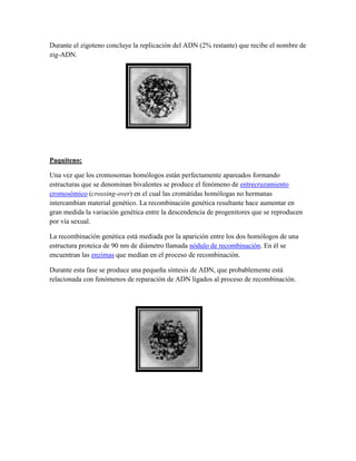 Durante el zigoteno concluye la replicación del ADN (2% restante) que recibe el nombre de
zig-ADN.

Paquiteno:
Una vez que los cromosomas homólogos están perfectamente apareados formando
estructuras que se denominan bivalentes se produce el fenómeno de entrecruzamiento
cromosómico (crossing-over) en el cual las cromátidas homólogas no hermanas
intercambian material genético. La recombinación genética resultante hace aumentar en
gran medida la variación genética entre la descendencia de progenitores que se reproducen
por vía sexual.
La recombinación genética está mediada por la aparición entre los dos homólogos de una
estructura proteica de 90 nm de diámetro llamada nódulo de recombinación. En él se
encuentran las enzimas que medían en el proceso de recombinación.
Durante esta fase se produce una pequeña síntesis de ADN, que probablemente está
relacionada con fenómenos de reparación de ADN ligados al proceso de recombinación.

 
