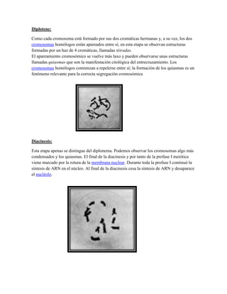 Diplotene:
Como cada cromosoma está formado por sus dos cromáticas hermanas y, a su vez, los dos
cromosomas homólogos están apareados entre sí, en esta etapa se observan estructuras
formadas por un haz de 4 cromáticas, llamadas tétradas.
El apareamiento cromosómico se vuelve más laxo y pueden observarse unas estructuras
llamadas quiasmas que son la manifestación citológica del entrecruzamiento. Los
cromosomas homólogos comienzan a repelerse entre sí; la formación de los quiasmas es un
fenómeno relevante para la correcta segregación cromosómica

Diacinesis:
Esta etapa apenas se distingue del diplonema. Podemos observar los cromosomas algo más
condensados y los quiasmas. El final de la diacinesis y por tanto de la profase I meiótica
viene marcado por la rotura de la membrana nuclear. Durante toda la profase I continuó la
síntesis de ARN en el núcleo. Al final de la diacinesis cesa la síntesis de ARN y desaparece
el nucléolo.

 