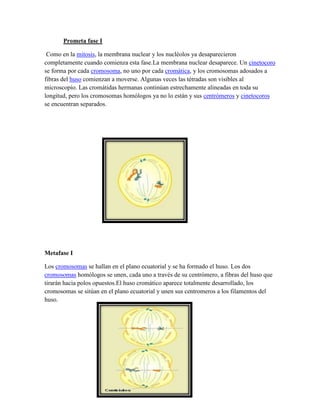 Prometa fase I
Como en la mitosis, la membrana nuclear y los nucléolos ya desaparecieron
completamente cuando comienza esta fase.La membrana nuclear desaparece. Un cinetocoro
se forma por cada cromosoma, no uno por cada cromática, y los cromosomas adosados a
fibras del huso comienzan a moverse. Algunas veces las tétradas son visibles al
microscopio. Las cromátidas hermanas continúan estrechamente alineadas en toda su
longitud, pero los cromosomas homólogos ya no lo están y sus centrómeros y cinetocoros
se encuentran separados.

Metafase I
Los cromosomas se hallan en el plano ecuatorial y se ha formado el huso. Los dos
cromosomas homólogos se unen, cada uno a través de su centrómero, a fibras del huso que
tirarán hacia polos opuestos.El huso cromático aparece totalmente desarrollado, los
cromosomas se sitúan en el plano ecuatorial y unen sus centromeros a los filamentos del
huso.

 