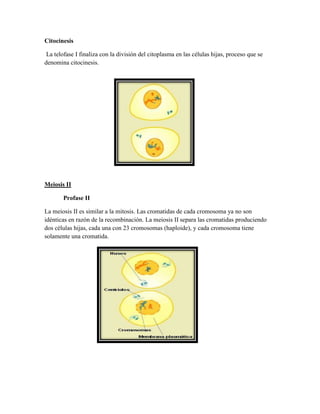 Citocinesis
La telofase I finaliza con la división del citoplasma en las células hijas, proceso que se
denomina citocinesis.

Meiosis II
Profase II
La meiosis II es similar a la mitosis. Las cromatidas de cada cromosoma ya no son
idénticas en razón de la recombinación. La meiosis II separa las cromatidas produciendo
dos células hijas, cada una con 23 cromosomas (haploide), y cada cromosoma tiene
solamente una cromatida.

 