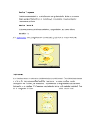Profase Temprana
Comienzan a desaparecer la envoltura nuclear y el nucleolo. Se hacen evidentes
largos cuerpos filamentosos de cromatina, y comienzan a condensarse como
cromosomas visibles.
Profase Tardía II
Los cromosomas continúan acortándose y engrosándose. Se forma el huso
Interface II:
Los cromosomas están completamente condensados y se hallan en número haploide.

Metafase II:
Las fibras del hueso se unen a los cinetocóros de los cromosomas. Éstos últimos se alinean
a lo largo del plano ecuatorial de la célula. La primera y segunda metafase pueden
distinguirse con facilidad, en la metafase I las cromatides se disponen en haces de cuatro
(tétrada) y en la metafase II lo hacen en grupos de dos (como en la metafase mitótica). Esto
no es siempre tan evidente
en las células vivas.

 