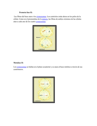 Prometa fase II:
Las fibras del huso atan a los cromosomas. Los centriolos están ahora en los polos de la
célula. Como en el prometafase de la mitosis, las fibras de ambos extremos de las células
atan a cada uno de los cuatro cromosomas.

Metafase II:
Los cromosomas se hallan en el plano ecuatorial y se unen al huso mitótico a través de sus
centrómeros.

 