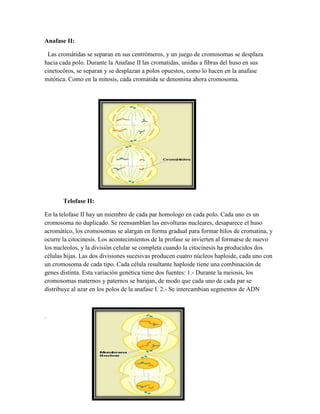 Anafase II:
Las cromátidas se separan en sus centrómeros, y un juego de cromosomas se desplaza
hacia cada polo. Durante la Anafase II las cromatidas, unidas a fibras del huso en sus
cinetocóros, se separan y se desplazan a polos opuestos, como lo hacen en la anafase
mitótica. Como en la mitosis, cada cromátida se denomina ahora cromosoma.

Telofase II:
En la telofase II hay un miembro de cada par homologo en cada polo. Cada uno es un
cromosoma no duplicado. Se reensamblan las envolturas nucleares, desaparece el huso
acromático, los cromosomas se alargan en forma gradual para formar hilos de cromatina, y
ocurre la citocinesis. Los acontecimientos de la profase se invierten al formarse de nuevo
los nucleolos, y la división celular se completa cuando la citocinesis ha producidos dos
células hijas. Las dos divisiones sucesivas producen cuatro núcleos haploide, cada uno con
un cromosoma de cada tipo. Cada célula resultante haploide tiene una combinación de
genes distinta. Esta variación genética tiene dos fuentes: 1.- Durante la meiosis, los
cromosomas maternos y paternos se barajan, de modo que cada uno de cada par se
distribuye al azar en los polos de la anafase I. 2.- Se intercambian segmentos de ADN

.

 