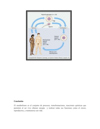 Conclusión
El metabolismo es el conjunto de procesos, transformaciones, reacciones químicas que
permiten al ser vivo obtener energía y realizar todas sus funciones como el crecer,
reproducirse, y mantenerse con vida.

 