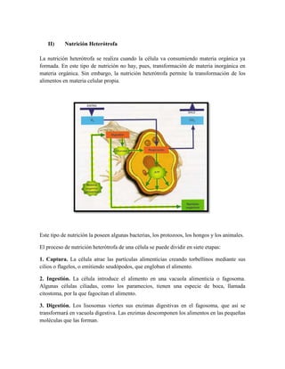 II)

Nutrición Heterótrofa

La nutrición heterótrofa se realiza cuando la célula va consumiendo materia orgánica ya
formada. En este tipo de nutrición no hay, pues, transformación de materia inorgánica en
materia orgánica. Sin embargo, la nutrición heterótrofa permite la transformación de los
alimentos en materia celular propia.

Este tipo de nutrición la poseen algunas bacterias, los protozoos, los hongos y los animales.
El proceso de nutrición heterótrofa de una célula se puede dividir en siete etapas:
1. Captura. La célula atrae las partículas alimenticias creando torbellinos mediante sus
cilios o flagelos, o emitiendo seudópodos, que engloban el alimento.
2. Ingestión. La célula introduce el alimento en una vacuola alimenticia o fagosoma.
Algunas células ciliadas, como los paramecios, tienen una especie de boca, llamada
citostoma, por la que fagocitan el alimento.
3. Digestión. Los lisosomas viertes sus enzimas digestivas en el fagosoma, que así se
transformará en vacuola digestiva. Las enzimas descomponen los alimentos en las pequeñas
moléculas que las forman.

 
