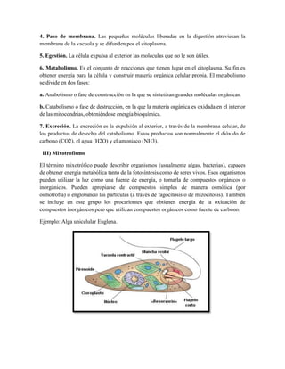 4. Paso de membrana. Las pequeñas moléculas liberadas en la digestión atraviesan la
membrana de la vacuola y se difunden por el citoplasma.
5. Egestión. La célula expulsa al exterior las moléculas que no le son útiles.
6. Metabolismo. Es el conjunto de reacciones que tienen lugar en el citoplasma. Su fin es
obtener energía para la célula y construir materia orgánica celular propia. El metabolismo
se divide en dos fases:
a. Anabolismo o fase de construcción en la que se sintetizan grandes moléculas orgánicas.
b. Catabolismo o fase de destrucción, en la que la materia orgánica es oxidada en el interior
de las mitocondrias, obteniéndose energía bioquímica.
7. Excreción. La excreción es la expulsión al exterior, a través de la membrana celular, de
los productos de desecho del catabolismo. Estos productos son normalmente el dióxido de
carbono (CO2), el agua (H2O) y el amoniaco (NH3).
III) Mixotrofismo
El término mixotrófico puede describir organismos (usualmente algas, bacterias), capaces
de obtener energía metabólica tanto de la fotosíntesis como de seres vivos. Esos organismos
pueden utilizar la luz como una fuente de energía, o tomarla de compuestos orgánicos o
inorgánicos. Pueden apropiarse de compuestos simples de manera osmótica (por
osmotrofía) o englobando las partículas (a través de fagocitosis o de mizocitosis). También
se incluye en este grupo los procariontes que obtienen energía de la oxidación de
compuestos inorgánicos pero que utilizan compuestos orgánicos como fuente de carbono.
Ejemplo: Alga unicelular Euglena.

 