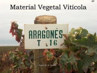 Pedro M. N. Tereso Material Vegetal Vitícola 