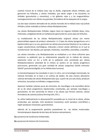Lacélula troncal de la médula ósea roja se divide, originando células linfoides, que
    generarán los linfocitos, y células mieloides, que darán origen a los leucocitos no
    linfoides (granulocitos y monocitos), a los glóbulos rojos y a los magacarióticos.
    Losmegacariocitos son células muy grandes, formadoras de las plaquetas de la sangre.

    Los dos tipos celulares derivados de las células troncales de la médula ósea roja (célula
    linfoide y célula mieloide) se llaman células Multipotenciales.

    Las células Multipotenciales linfoides migran hacia los órganos linfoides (bazo, timo,
    linfonodos, amígdalas) donde se multiplicarán generando los varios tipos de linfocitos.

    La multiplicación de las células Multipotenciales originará células con menor
    potencialidad capaces de producir solamente 1 ó 2 tipos de células (progenituras uní o
    bipotenciales) que a su voz, generarán las células precursoras(o blastos) en las cuales ya
    surgen características morfológicas, indicando y tienen celular definitivo en el cual se
    transformarán. Son blastos, por ejemplo, mielocitos, neutrófilos, eosinófilos, y basófilos.

    Las células troncales y las Multipotenciales se multiplican a un ritmo suficiente para
    mantener su población que es relativamente pequeña (en la médula de ratones,
    solamente entre un 0,1 y 0,3% de la población está constituida por células
    Multipotenciales).la velocidad de la mitosis se acelera en las células progenitura
    precursoras, generando una gran cantidad de células sanguíneas (3x10n eritrocito:
    0,8x10” granulocitos/kg/día, en la médula ósea humana).

    La hematocitopoyesis fue estudiada in vivo e in vitro, con la tecnología mencionada, las
    colonias formadas en el bazo o en cultivos de tejidos. De esta manera obtuvieron
    colonias derivadas de células Multipotenciales que, a partir de una sola célula, producen
    eritrocitos, leucocitos no linfoides y megacariocitos.

    Aparecen también colonias puras de eritrocitos, de macrófagos o de eosinófilos deriva
    de os de célula progenitoras bipotenciales constituidas, por ejemplo macrófagos y
    granulocitos. Se han convenido en llamar a las células que forman colonias, células
    formadoras de colonias (colony forming Cells, CFC.).

    Se utiliza habitualmente la abreviaciónCFC precedida por la inicial de la célula, células
    producidas; por ejemplo, mcfc (producen monocitos), eocfc (produce eosinófilos) y
    mgcfc (producen monocitos y granulocitos).

    Además de la programación genética preexistente en las células involucradas,
    hematocipoyesis depende de dos tipos de factores extracelulares:

1)La presencia de Condiciones Ambientales.

2)La presencia de Factores De Crecimiento.



CELULAS MADRES                                                                       Página 38
 