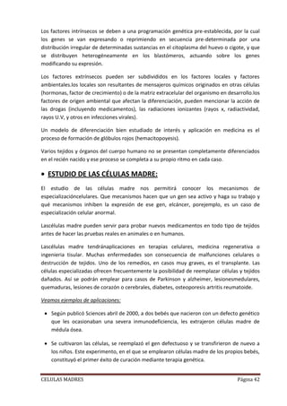 Los factores intrínsecos se deben a una programación genética pre-establecida, por la cual
los genes se van expresando o reprimiendo en secuencia pre-determinada por una
distribución irregular de determinadas sustancias en el citoplasma del huevo o cigote, y que
se distribuyen heterogéneamente en los blastómeros, actuando sobre los genes
modificando su expresión.

Los factores extrínsecos pueden ser subdivididos en los factores locales y factores
ambientales.los locales son resultantes de mensajeros químicos originados en otras células
(hormonas, factor de crecimiento) o de la matriz extracelular del organismo en desarrollo.los
factores de origen ambiental que afectan la diferenciación, pueden mencionar la acción de
las drogas (incluyendo medicamentos), las radiaciones ionizantes (rayos x, radiactividad,
rayos U.V, y otros en infecciones virales).

Un modelo de diferenciación bien estudiado de interés y aplicación en medicina es el
proceso de formación de glóbulos rojos (hemacitopoyesis).

Varios tejidos y órganos del cuerpo humano no se presentan completamente diferenciados
en el recién nacido y ese proceso se completa a su propio ritmo en cada caso.

  ESTUDIO DE LAS CÉLULAS MADRE:
El estudio de las células madre nos permitirá conocer los mecanismos de
especializacióncelulares. Que mecanismos hacen que un gen sea activo y haga su trabajo y
qué mecanismos inhiben la expresión de ese gen, elcáncer, porejemplo, es un caso de
especialización celular anormal.

Lascélulas madre pueden servir para probar nuevos medicamentos en todo tipo de tejidos
antes de hacer las pruebas reales en animales o en humanos.

Lascélulas madre tendránaplicaciones en terapias celulares, medicina regenerativa o
ingenieria tisular. Muchas enfermedades son consecuencia de malfunciones celulares o
destrucción de tejidos. Uno de los remedios, en casos muy graves, es el transplante. Las
células especializadas ofrecen frecuentemente la posibilidad de reemplazar células y tejidos
dañados. Así se podrán emplear para casos de Parkinson y alzheimer, lesionesmedulares,
quemaduras, lesiones de corazón o cerebrales, diabetes, osteoporesis artritis reumatoide.

Veamos ejemplos de aplicaciones:

    Según publicó Sciences abril de 2000, a dos bebés que nacieron con un defecto genético
    que les ocasionaban una severa inmunodeficiencia, les extrajeron células madre de
    médula ósea.

    Se cultivaron las células, se reemplazó el gen defectuoso y se transfirieron de nuevo a
    los niños. Este experimento, en el que se emplearon células madre de los propios bebés,
    constituyó el primer éxito de curación mediante terapia genética.


CELULAS MADRES                                                                     Página 42
 