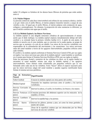 radial. El colágeno se fortalece de los densos haces fibrosos de proteína que están unidos
entre sí.

1.11.-Núcleo Pulposo
La porción central de cada disco intervertebral está rellena de una sustancia elástica, similar
a un gel. Junto con el anillo fibroso, el núcleo pulposo transmite tensión y cargas de una
vértebra a otra. Al igual que el anillo fibroso, el núcleo pulposo está compuesto de agua,
colágeno y proteoglicanos. No obstante, la proporción de estas sustancias es diferente, ya
que el núcleo contiene más agua que el anillo.

1.12.-La Médula Espinal y las Raíces Nerviosas
La médula espinal es una delgada estructura cilíndrica de aproximadamente el mismo
ancho que el dedo meñique. La médula espinal empieza inmediatamente debajo del tallo
cerebral y se extiende hasta la primera vértebra lumbar (L1). A partir de este punto, la
médula se mezcla con el cono medular, que se convierte en la cauda equina, un grupo de
nervios que se asemeja a la cola de un caballo. Las raíces de los nervios vertebrales son
responsables de la estimulación del movimiento y las sensaciones. Las raíces nerviosas
salen del canal medular a través de los agujeros intervertebrales, pequeños orificios entre
cada vértebra.
El cerebro y la médula espinal conforman el Sistema Nervioso Central (CNS, por sus siglas
en inglés). Las raíces nerviosas que salen de la médula espinal / canal medular se ramifican
en el cuerpo para formar el Sistema Nervioso Periférico (PNS, por sus siglas en inglés).
Entre las porciones frontal y posterior de las vértebras (es decir, en la región media) se
encuentra el canal medular, mismo que aloja la médula espinal y los agujeros
intervertebrales. Estos últimos están constituidos por pequeños orificios que se van
formando entre cada una de las vértebras. Estos “hoyos” abren el espacio necesario para
que las raíces nerviosas salgan del canal medular y puedan seguirse ramificando hasta
formar el sistema nervioso periférico.

Tipo de Estructura
                   Papel/Función
Neural
Tallo Cerebral     Conecta la médula espinal con otras partes del cerebro.
                         Transmite los impulsos nerviosos entre el cerebro y los nervios
Médula Espinal
                         vertebrales.
Nervios Cervicales (8
                      Inervan la cabeza, el cuello, los hombros, los brazos y las manos.
pares)
Nervios Torácicos (12 Conectan porciones del abdomen superior con los músculos de la
pares)                espalda y el tórax.
Nervios Lumbares (5
                    Inervan la espalda baja y las piernas.
pares)
Nervios    Sacros    (5 Inervan los glúteos, piernas y pies, así como las áreas genitales y
pares)                  anales del cuerpo.
                         Áreas de la superficie cutánea que son abastecidas por las fibras
Dermatomas
                         nerviosas de una raíz vertebral.
 