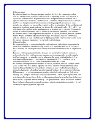 Columna dorsal
La columna dorsal está formada por doce vértebras del tórax. La curvatura dorsal es
cóncava hacia adelante, comienza en la mitad de la segunda y termina en la mitad de la
duodécima vértebra dorsal. Su punto de curvatura más prominente corresponde con la
apófisis espinosa de la séptima vértebra dorsal. La vértebra D1 (primera dorsal) se articula
con C7. Las diez primeras vértebras dorsales se distinguen por la presencia de caras
costales que articulan con las costillas respectivas. Con la articulación de las costillas con el
esternón se conforma la caja torácica. Las últimas dos vértebras dorsales – D11 y D12 – se
articulan con las costillas falsas, aquellas que no se articulan con el esternón. El tamaño del
cuerpo de estas vértebras está entre el tamaño de las vértebras cervicales y las lumbares.
La columna dorsal o torácica permite movimientos de flexión, extensión, rotación y flexión
lateral. Aloja a la médula espinal dorsal a lo largo del conducto raquídeo y a través de
orificios laterales de cada vértebra salen las 12 raíces dorsales o nervios intercostales hacia
los huesos, músculos, ligamentos y la piel en la región torácica.
Columna lumbar
La curvatura lumbar es más marcada en las mujeres que en los hombres, comienza en la
mitad de la duodécima vértebra dorsal y termina en el ángulo sacrovertebral. Es convexa
hacia adelante, con una mayor convexidad en las últimas tres vértebras que en las primeras
dos.
Las cinco vértebras que continúan las dorsales, son las vértebras lumbares armando la
columna lumbar. Son vértebras con un gran cuerpo, sin caras costales ni orificios de la
apófisis transversa y se articulan entre sí solamente. La quinta vértebra lumbar (L5) se
articula con el hueso sacro – cinco vértebras fusionadas (S1-S5), el cual a su vez se
continúa con el hueso coxal – cuatro vértebras fusionadas (Co1-Co4).
La columna lumbar permite movimientos de flexión, extensión, rotación y flexión lateral.
Aloja la parte final de la médula espinal y a la cauda equina o cola de caballo de donde
salen las 5 raíces lumbares por los orificios laterales de cada vértebra hacia los huesos,
músculos, ligamentos y la piel de la región inguinal, lumbar y de los miembros inferiores.
El hueso sacro y el coxis son una estructura ósea e inmóvil conformada por 5 vértebras
sacras y 4 o 5 cocígeas fusionadas, al final de la columna. Cierran la pelvis por detrás, y se
articulan con los huesos ilíacos de los coxal|coxales mediante las articulación|articulaciones
sacro-ilíacas. Aloja a las 5 raíces sacras y 1 coxígea que salen a través de orificios laterales
hacia los huesos, ligamentos, músculos, órganos urinarios, intestinales y genitales y la piel
de la región inguinal y perineal y perianal.
 