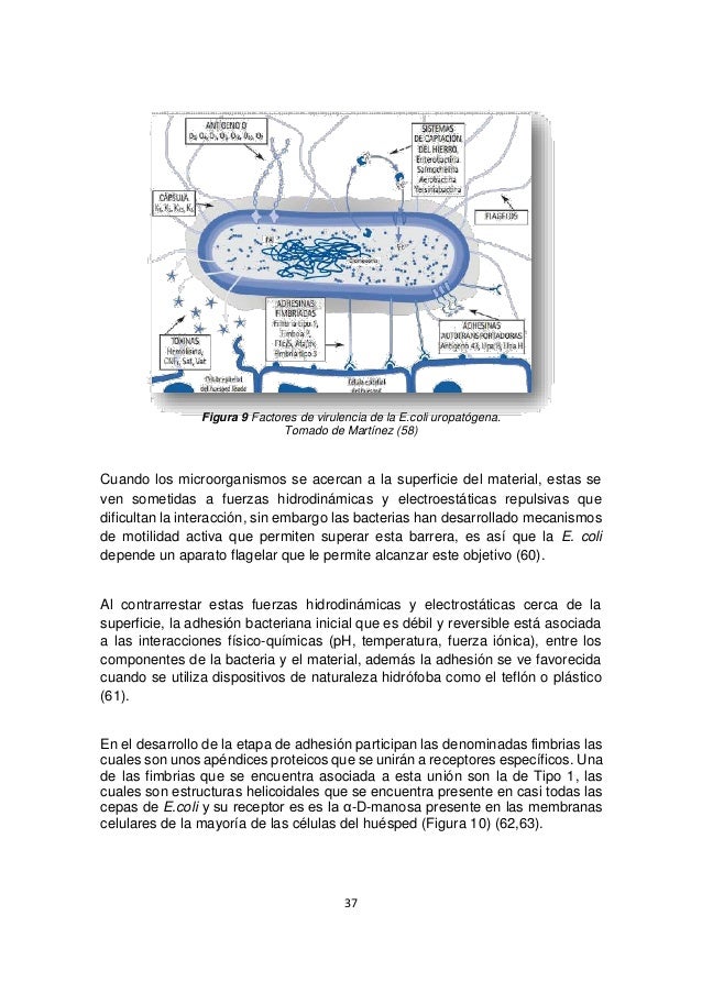 Infección urinaria asociada a catéter vesical Infección urinaria asociada a catéter vesical