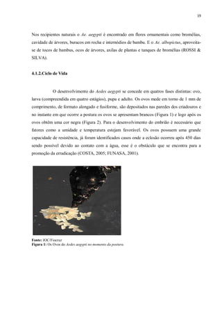 19 
Nos recipientes naturais o Ae. aegypti é encontrado em flores ornamentais como bromélias, cavidade de árvores, buracos em rocha e internódios de bambu. E o Ae. albopictus, aproveita- se de tocos de bambus, ocos de árvores, axilas de plantas e tanques de bromélias (ROSSI & SILVA). 
4.1.2.Ciclo de Vida 
O desenvolvimento do Aedes aegypti se concede em quatros fases distintas: ovo, larva (compreendida em quatro estágios), pupa e adulto. Os ovos mede em torno de 1 mm de comprimento, de formato alongado e fusiforme, são depositados nas paredes dos criadouros e no instante em que ocorre a postura os ovos se apresentam brancos (Figura 1) e logo após os ovos obtêm uma cor negra (Figura 2). Para o desenvolvimento do embrião é necessário que fatores como a umidade e temperatura estejam favorável. Os ovos possuem uma grande capacidade de resistência, já foram identificados casos onde a eclosão ocorreu após 450 dias sendo possível devido ao contato com a água, esse é o obstáculo que se encontra para a promoção da erradicação (COSTA, 2005; FUNASA, 2001). 
Fonte: IOC/Fiocruz 
Figura 1: Os Ovos do Aedes aegypti no momento da postura.  