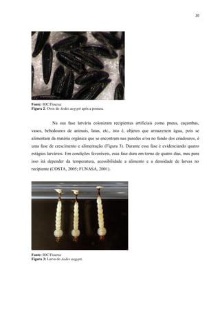 20 
Fonte: IOC/Fiocruz 
Figura 2: Ovos do Aedes aegypti após a postura. 
Na sua fase larvária colonizam recipientes artificiais como pneus, caçambas, vasos, bebedouros de animais, latas, etc., isto é, objetos que armazenem água, pois se alimentam da matéria orgânica que se encontram nas paredes e/ou no fundo dos criadouros, é uma fase de crescimento e alimentação (Figura 3). Durante essa fase é evidenciando quatro estágios larvários. Em condições favoráveis, essa fase dura em torno de quatro dias, mas para isso irá depender da temperatura, acessibilidade a alimento e a densidade de larvas no recipiente (COSTA, 2005; FUNASA, 2001). 
Fonte: IOC/Fiocruz 
Figura 3: Larva do Aedes aegypti. 
 