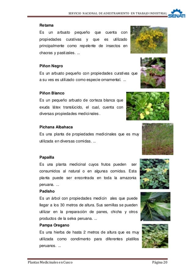 Monografia De Plantas Medicinales