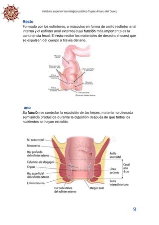 Instituto superior tecnológico público Tupac Amaru del Cusco
9
Recto
Formado por los esfínteres, o músculos en forma de anillo (esfínter anal
interno y el esfínter anal externo) cuya función más importante es la
continencia fecal. El recto recibe los materiales de desecho (heces) que
se expulsan del cuerpo a través del ano.
ano
Su función es controlar la expulsión de las heces, materia no deseada
semisólida producida durante la digestión después de que todos los
nutrientes se hayan extraído.
 