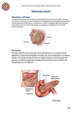 Instituto superior tecnológico público Tupac Amaru del Cusco
10
Glándulas anexas
Glándulas salivales
Las glándulas salivales son los órganos responsables de la secreción de saliva. Estos se
encuentran en la boca, el cuello y la cabeza. Las más grandes son las glándulas parótidas y
las glándulas submandibulares y sublinguales. También hay algunas glándulas salivales
menores que se encuentran en la faringe, en la lengua, en los labios y en la mucosa
interna de la boca.
Pancreas
Función exocrina del páncreas. Es fundamental en el proceso de la
digestión. El páncreas segrega enzimas, las más conocidas la amilasa y
lipasa. La función de las mismas es descomponer químicamente las
grasas y proteínas ingeridas en pequeñas porciones que pueden ser
absorbidas por el intestino.
 