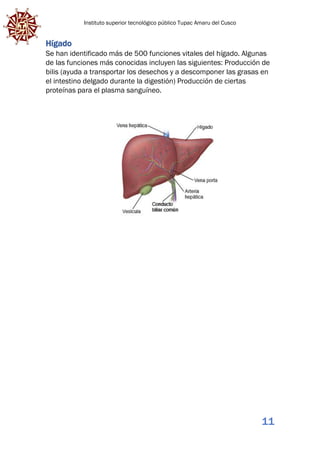 Instituto superior tecnológico público Tupac Amaru del Cusco
11
Hígado
Se han identificado más de 500 funciones vitales del hígado. Algunas
de las funciones más conocidas incluyen las siguientes: Producción de
bilis (ayuda a transportar los desechos y a descomponer las grasas en
el intestino delgado durante la digestión) Producción de ciertas
proteínas para el plasma sanguíneo.
 