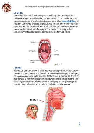Instituto superior tecnológico público Tupac Amaru del Cusco
3
La Boca.
La boca se encuentra cubierta por los labios y tiene tres tipos de
mucosas: simple, masticatoria y especializada. En la cavidad oral se
pueden encontrar la lengua, los dientes, las encías, las amígdalas y el
paladar. Dentro del proceso digestivo, los dientes tienen participación
en la destrucción de los alimentos en partes más pequeñas para que
estos puedan pasar por el esófago. Por medio de la lengua, los
alimentos masticados pueden comprimirse en forma de bolo.
Faringe
es un tubo que pertenece a dos sistemas: el respiratorio y el digestivo.
Esto es porque conecta a la cavidad bucal con el esófago y la laringe, y
las fosas nasales con la laringe. Se destaca que la faringe se divide en
tres partes: la nasofaringe (que no pertenece al sistema digestivo), la
orofaringe (que conecta la boca con la laringe) y la laringofaringe. Su
función principal es ser un puente entre la boca y el esófago.
 