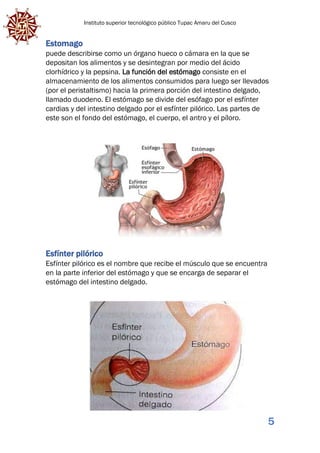 Instituto superior tecnológico público Tupac Amaru del Cusco
5
Estomago
puede describirse como un órgano hueco o cámara en la que se
depositan los alimentos y se desintegran por medio del ácido
clorhídrico y la pepsina. La función del estómago consiste en el
almacenamiento de los alimentos consumidos para luego ser llevados
(por el peristaltismo) hacia la primera porción del intestino delgado,
llamado duodeno. El estómago se divide del esófago por el esfínter
cardias y del intestino delgado por el esfínter pilórico. Las partes de
este son el fondo del estómago, el cuerpo, el antro y el píloro.
Esfínter pilórico
Esfínter pilórico es el nombre que recibe el músculo que se encuentra
en la parte inferior del estómago y que se encarga de separar el
estómago del intestino delgado.
 
